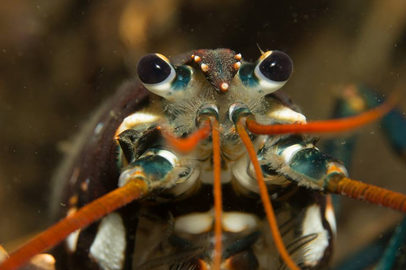 Centro de Buceo del Sureste Bachisub 20