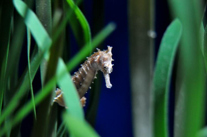 Centro de Buceo del Sureste Bachisub 15