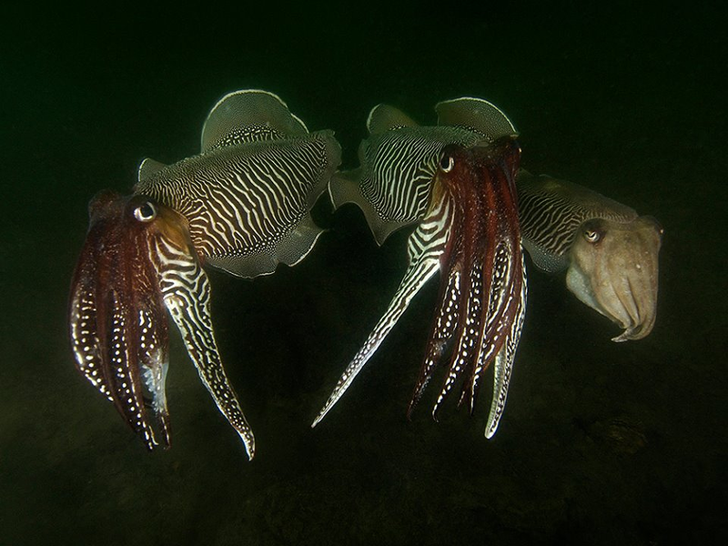 Centro de Buceo del Sureste Bachisub 17