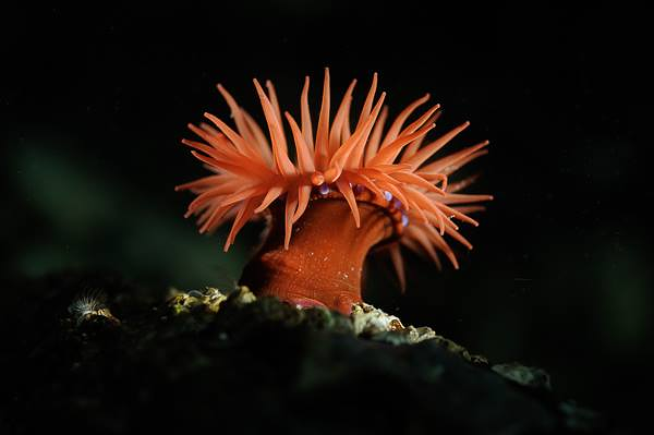 Centro de Buceo del Sureste Bachisub 18