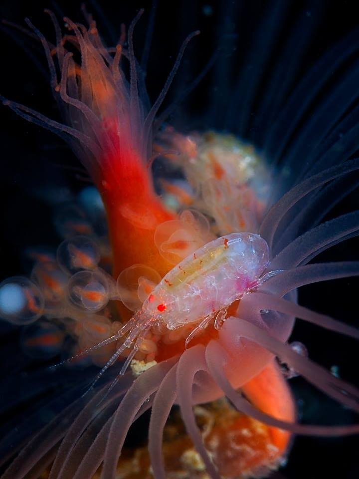Centro de Buceo del Sureste Bachisub 19