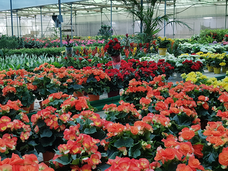 Viveros Proflor Plantas Mijas 5