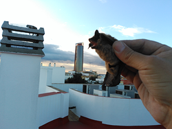 Galería de imágenes