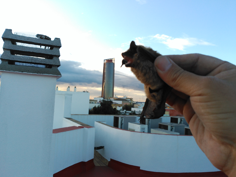 Murciélagos y Más 3