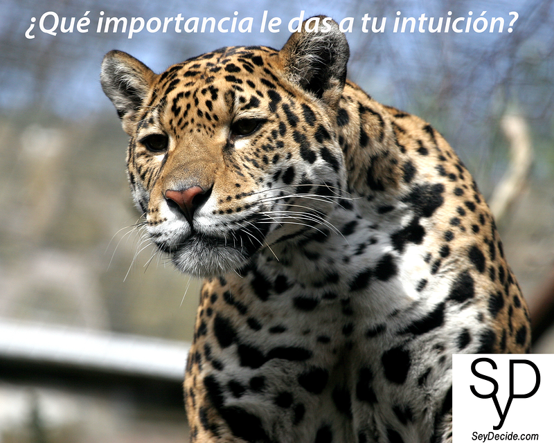 S&eacute; Y Decide 4