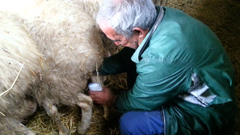 Ganader&iacute;a Perico 4