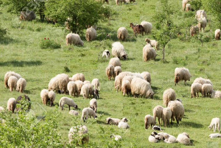 Ganader&iacute;a Perico 6