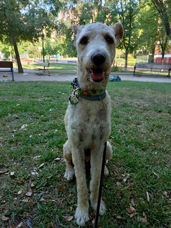 Galería de imágenes