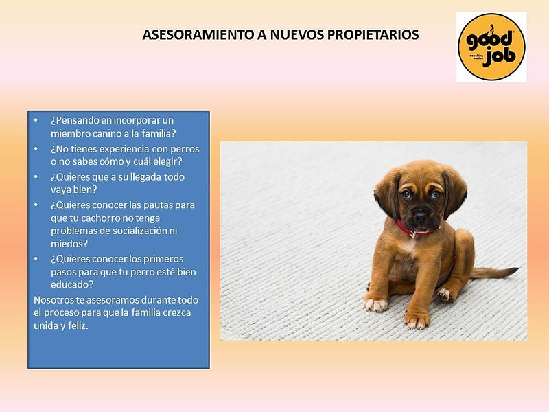 Adiestramiento Good Job PERROS: ADIESTRAMIENTO