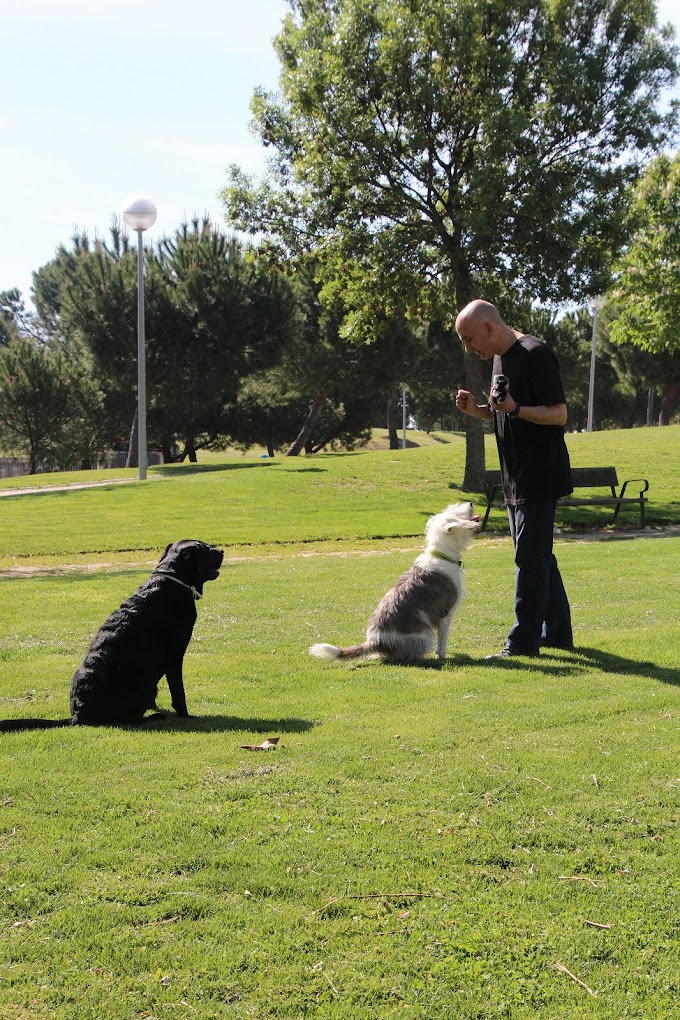 Adiestramiento Good Job 12