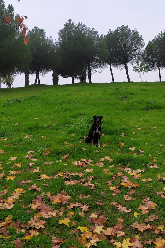 Adiestramiento Good Job 7