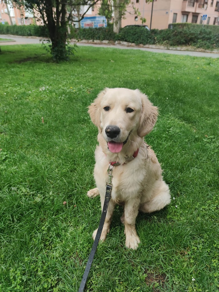 Adiestramiento Good Job 9