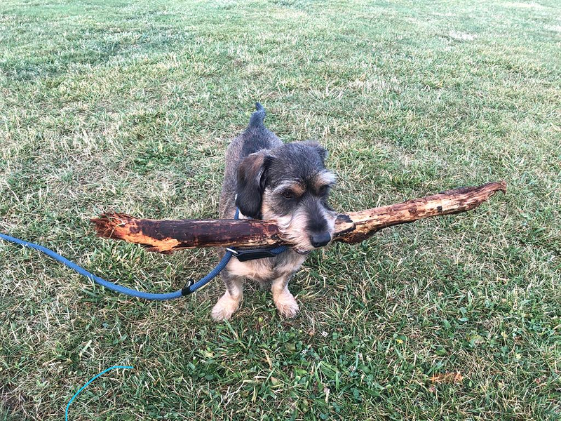 Adiestramiento Good Job 5