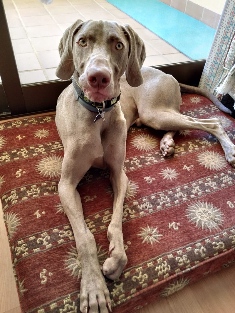 Adiestramiento Canino - Obecan 8