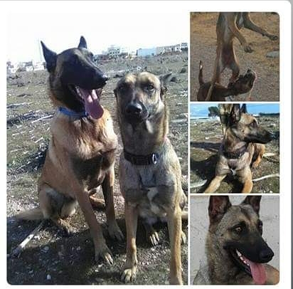 Adiestramiento Canino - Obecan PERROS: ADIESTRAMIENTO