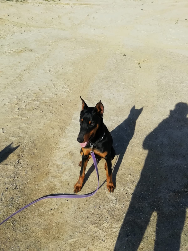 Adiestramiento Canino - Obecan 2