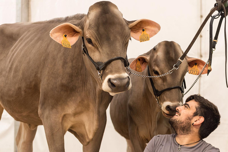 Mecuidas VETERINARIOS