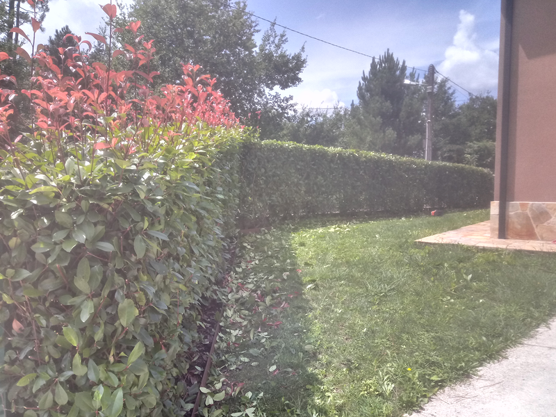 Acacia Xardins JARDINERIA: EMPRESAS DE SERVICIOS