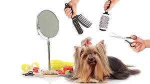 Estetica Canina y Felina a Domicilio 5