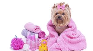 Estetica Canina y Felina a Domicilio 4