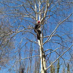 Forestal Silvestre Sl 2 Forestal Silvestre Sl 2