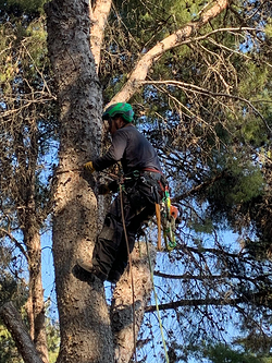 Forestal Silvestre Sl 3 Forestal Silvestre Sl 3