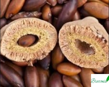 Brazonia Nature VENTA POR INTERNET: TIENDAS