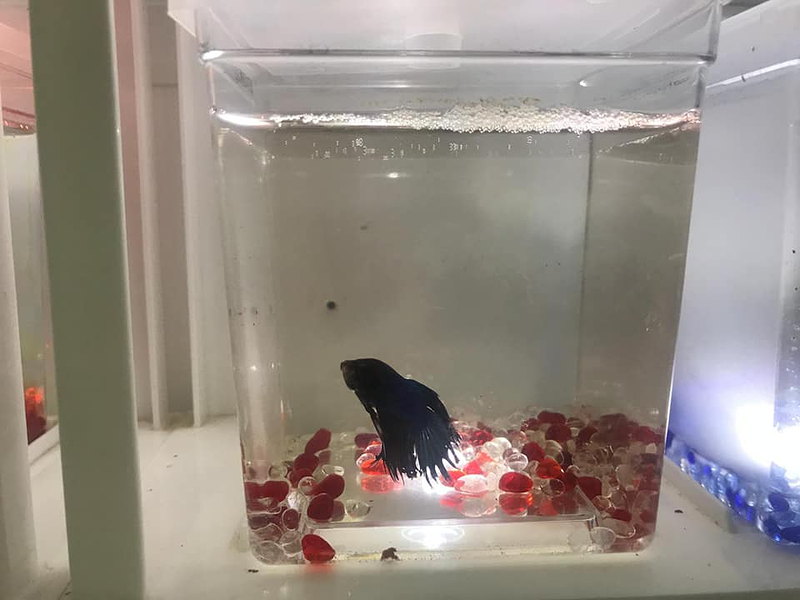 Reptiles Lanzarote 4