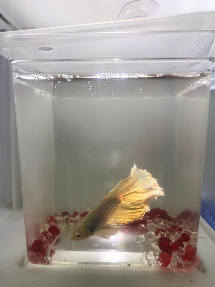 Reptiles Lanzarote 3