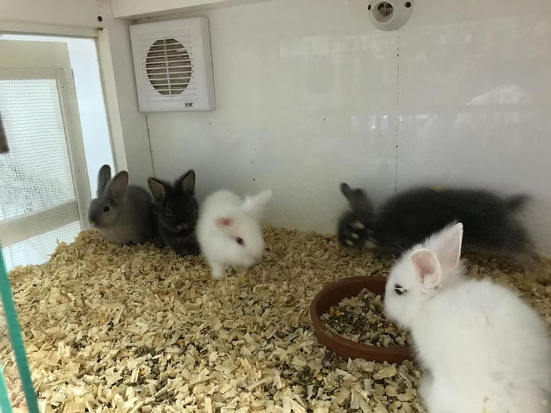 Reptiles Lanzarote 8