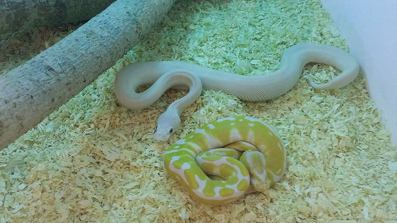 Reptiles Lanzarote 12