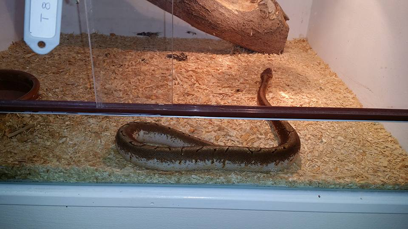 Reptiles Lanzarote 11