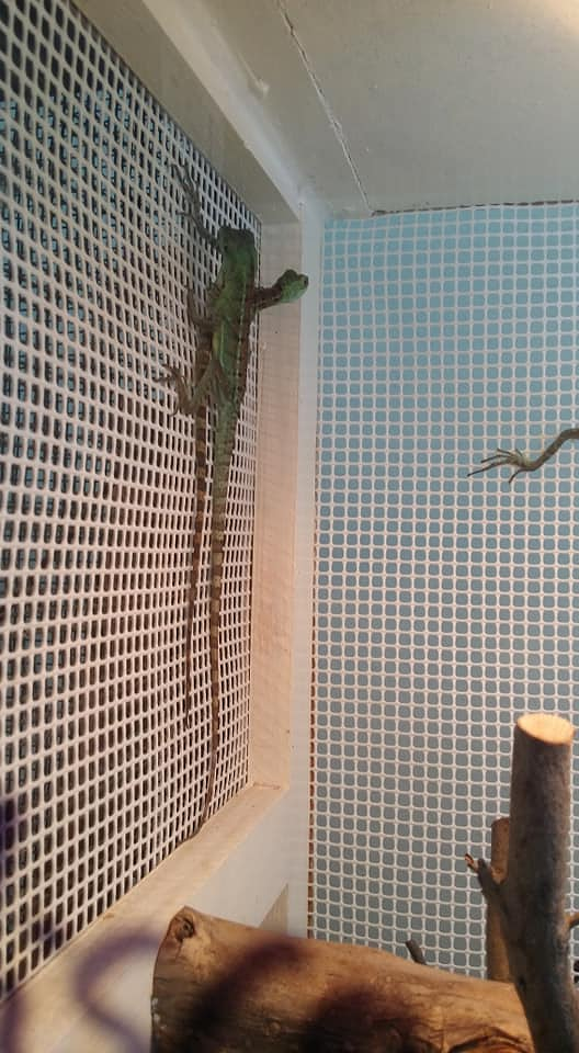 Reptiles Lanzarote 5