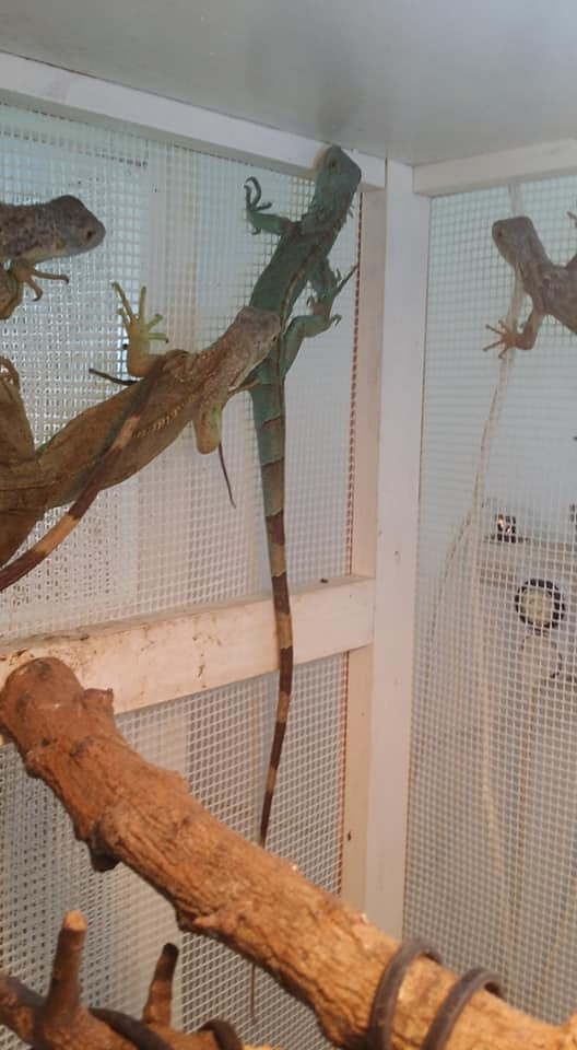 Reptiles Lanzarote Arrecife