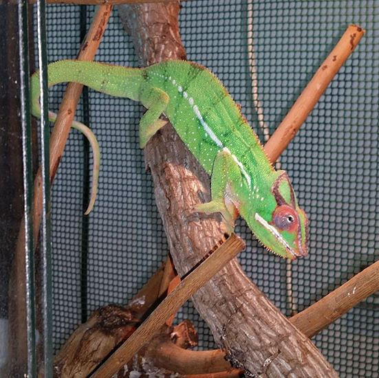 Reptiles Lanzarote 9