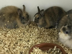 Galería de imágenes