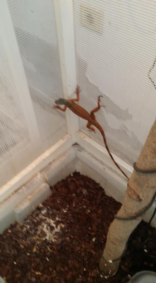 Reptiles Lanzarote ANIMALES DE COMPAÑIA Y ACCESORIOS: ESTABLECIMIENTOS