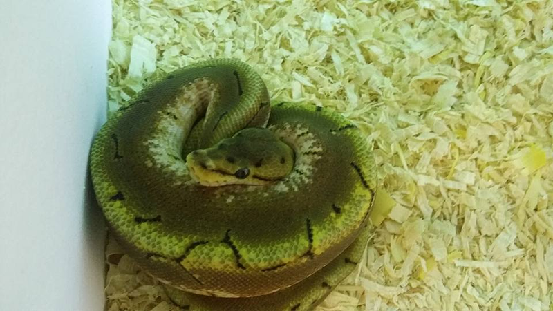 Reptiles Lanzarote 10