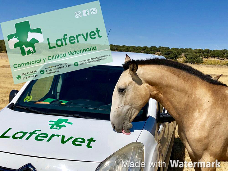 Galería de imágenes