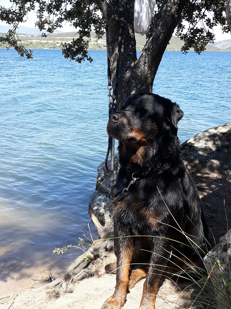 K9 Protect Fast Solution 14