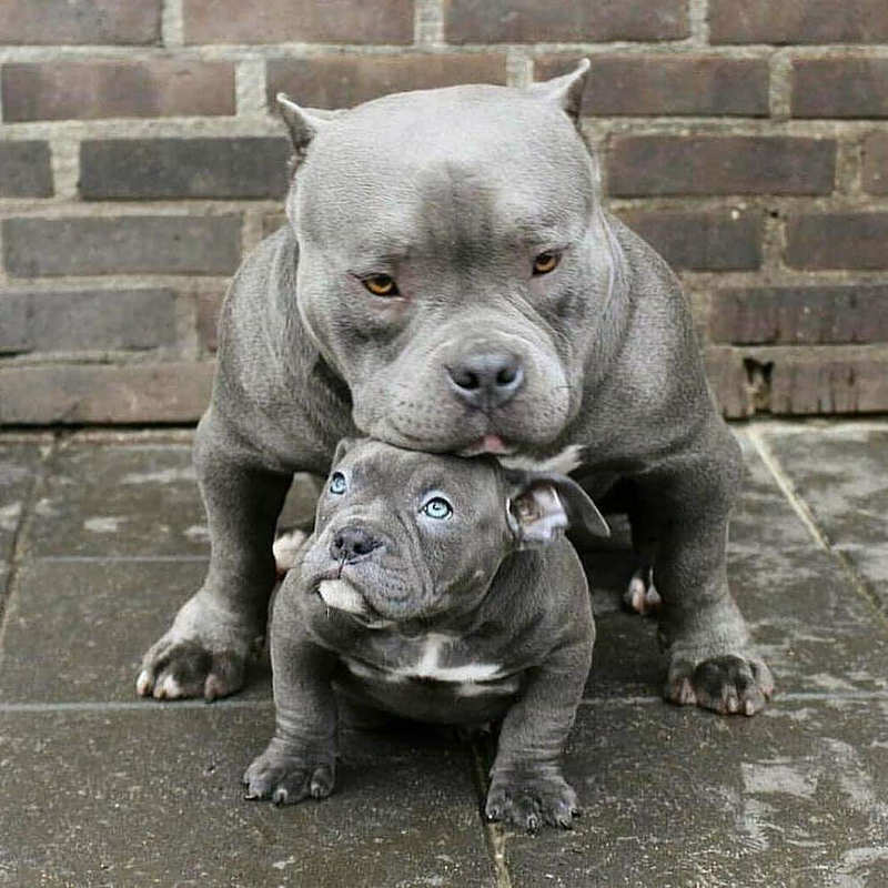 K9 Protect Fast Solution 11