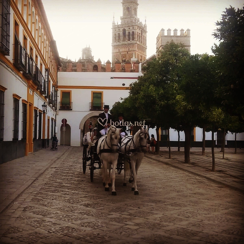 Carruajes y Coches Cl&aacute;sicos Juan Jos&eacute; Sol&iacute;s 8