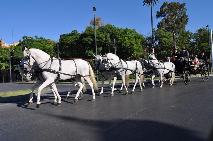 Carruajes y Coches Cl&aacute;sicos Juan Jos&eacute; Sol&iacute;s COCHES DE CABALLOS