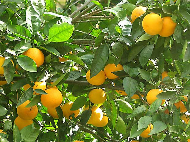 Naranjas Orbe 24