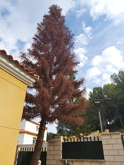 Galería de imágenes