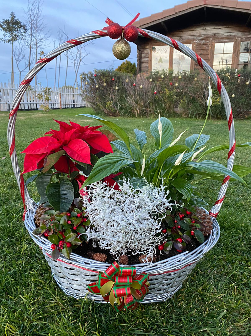 Viveros Rabad&aacute;n y Calleja 23