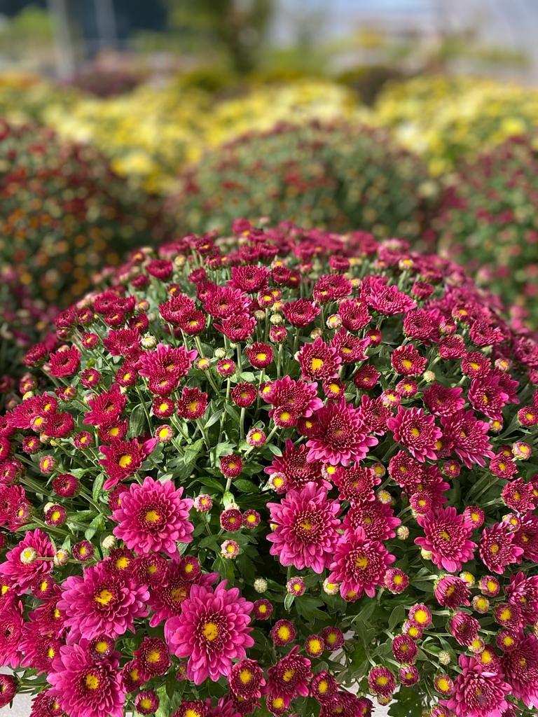 Viveros Rabad&aacute;n y Calleja 9