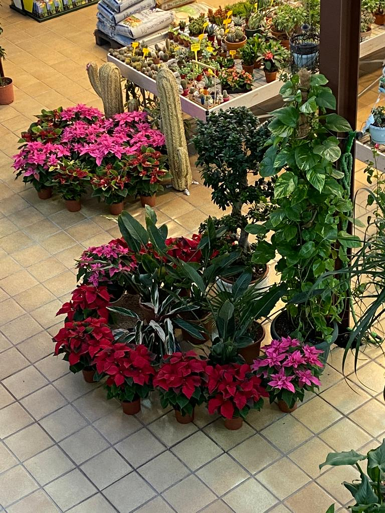 Viveros Rabad&aacute;n y Calleja 16