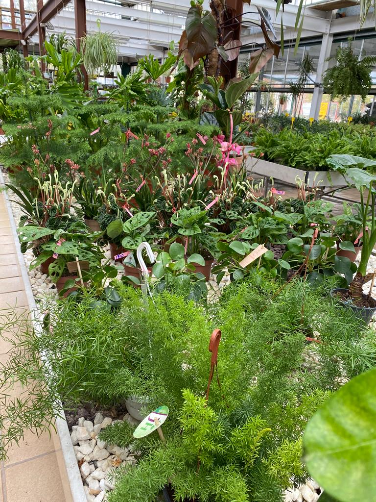 Viveros Rabad&aacute;n y Calleja 5