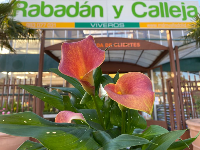 Viveros Rabad&aacute;n y Calleja 4